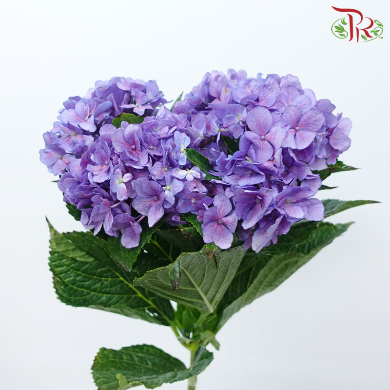 Hydrangea - Crocus Purple (Per Stem)-Purple-China-prflorist.com.my