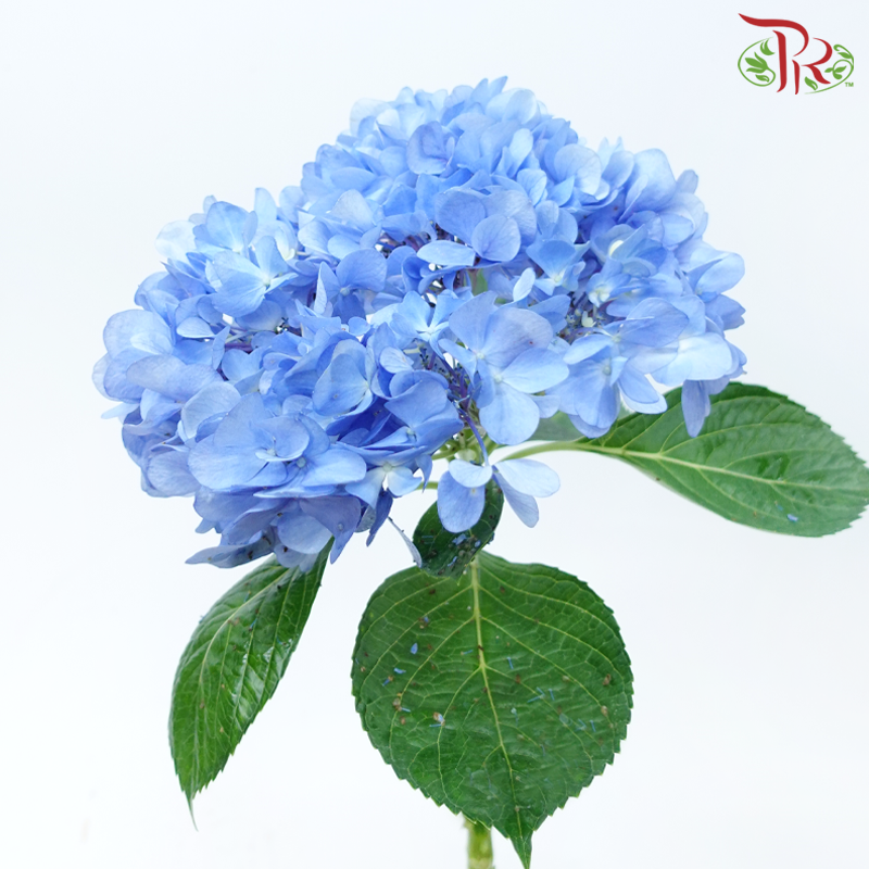 Hydrangea - Dark Blue (Per Stem)-Dark Blue-Malaysia-prflorist.com.my