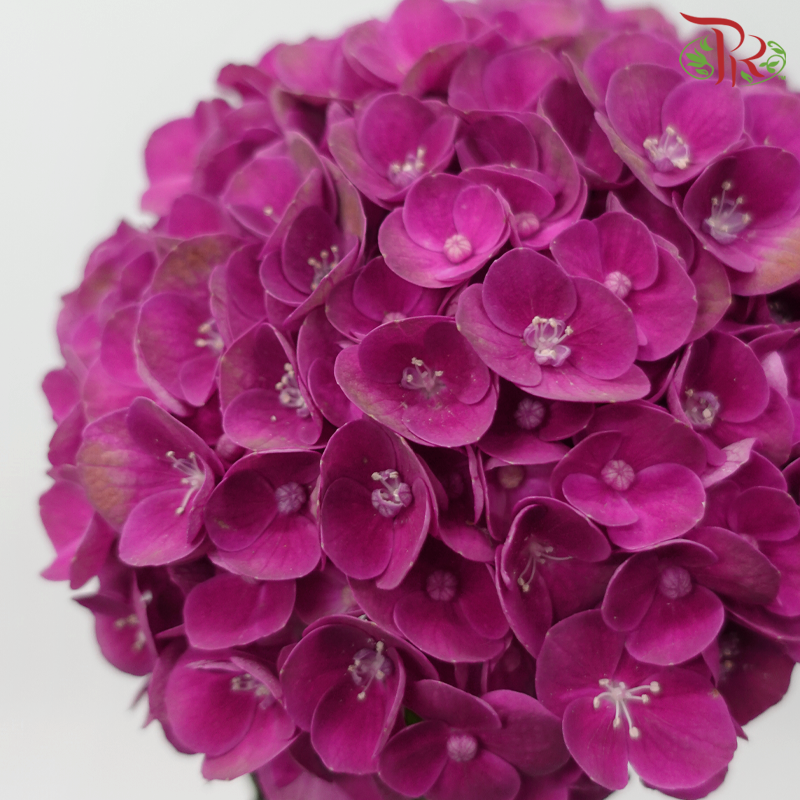 Hydrangea - Dark Cherry Pink (Per Stem)-Dark Pink-Netherland-prflorist.com.my