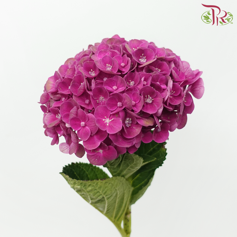 Hydrangea - Dark Cherry Pink (Per Stem)-Dark Pink-Netherland-prflorist.com.my