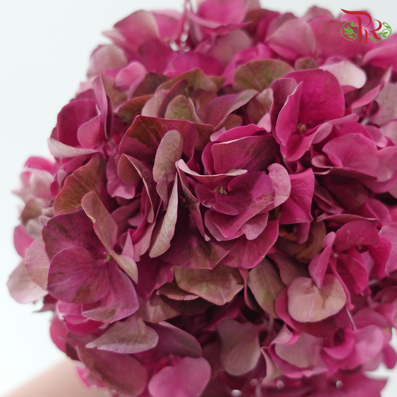 Hydrangea - Dark Cherry Pink (Per Stem)-Pink-China-prflorist.com.my