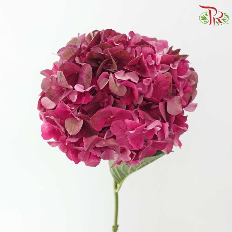 Hydrangea - Dark Cherry Pink (Per Stem)-Pink-China-prflorist.com.my