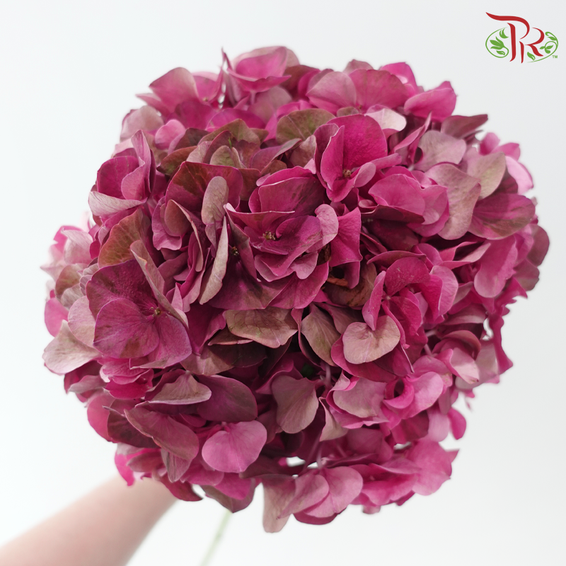 Hydrangea - Dark Cherry Pink (Per Stem)-Pink-China-prflorist.com.my