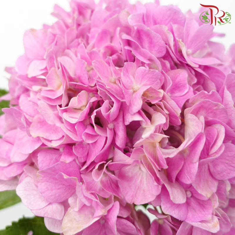 Hydrangea - Dark Pink (Per Stem)-Dark Pink-China-prflorist.com.my