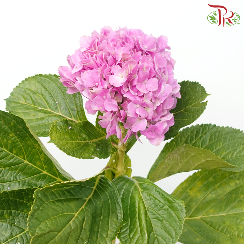 Hydrangea (Small Head)