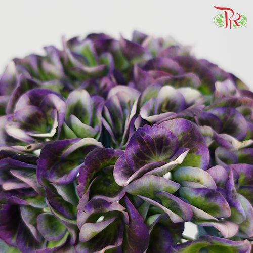 Hydrangea Dark Purple Mixed - (Per Stem)-Netherland-prflorist.com.my