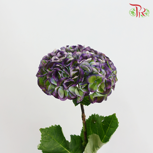 Hydrangea Dark Purple Mixed - (Per Stem)-Netherland-prflorist.com.my
