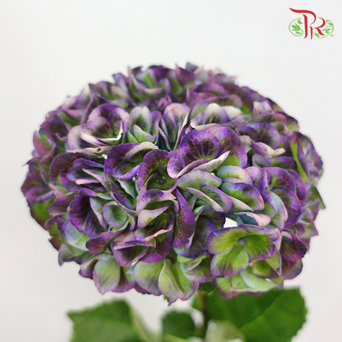 Hydrangea Dark Purple Mixed - (Per Stem)-Netherland-prflorist.com.my