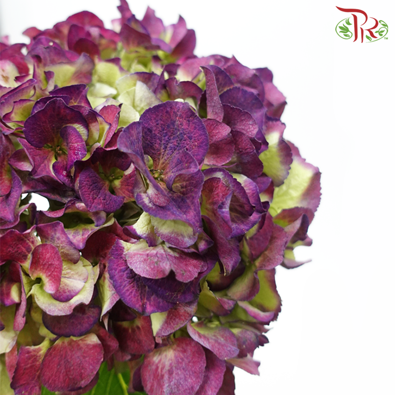 Hydrangea - Dark Purple With Green (Per Stem)-Dark Purple With Green-Netherland-prflorist.com.my