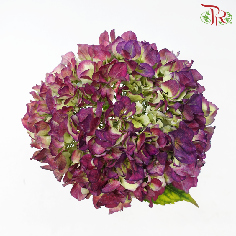 Hydrangea - Dark Purple With Green (Per Stem)-Dark Purple With Green-Netherland-prflorist.com.my