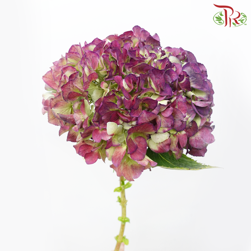 Hydrangea - Dark Purple With Green (Per Stem)-Dark Purple With Green-Netherland-prflorist.com.my
