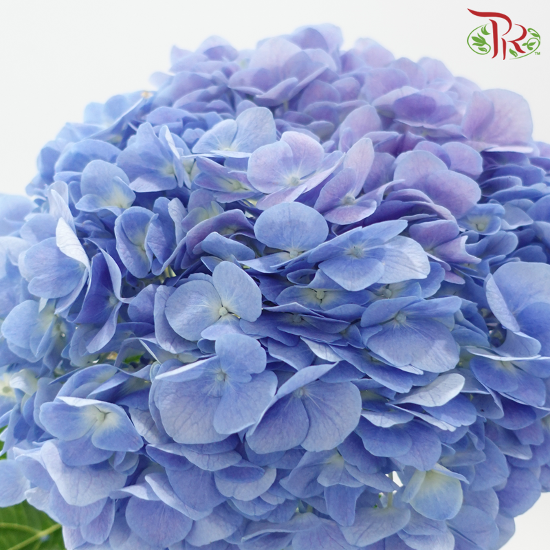 Hydrangea - Dodger Blue Mixed Purple (Per Stem)-Blue Mixed Purple-China-prflorist.com.my