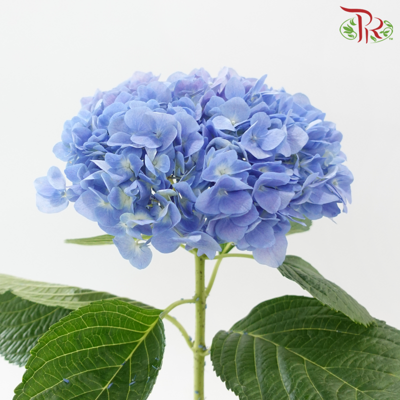 Hydrangea - Dodger Blue Mixed Purple (Per Stem)-Blue Mixed Purple-China-prflorist.com.my