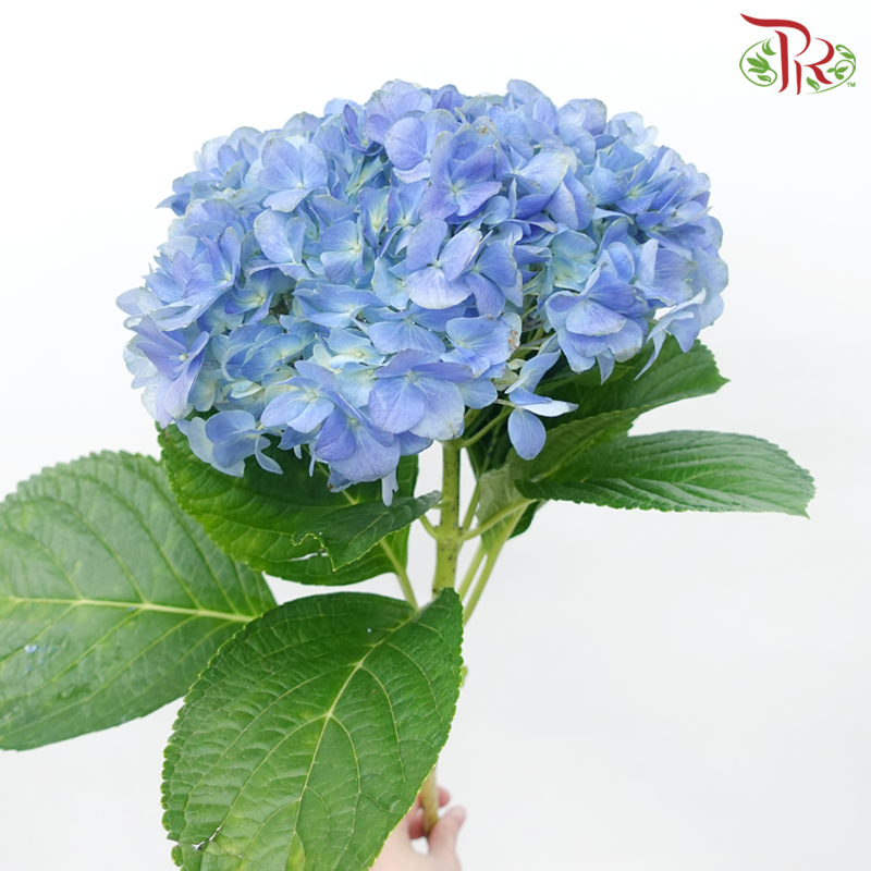 Hydrangea (Small Head)