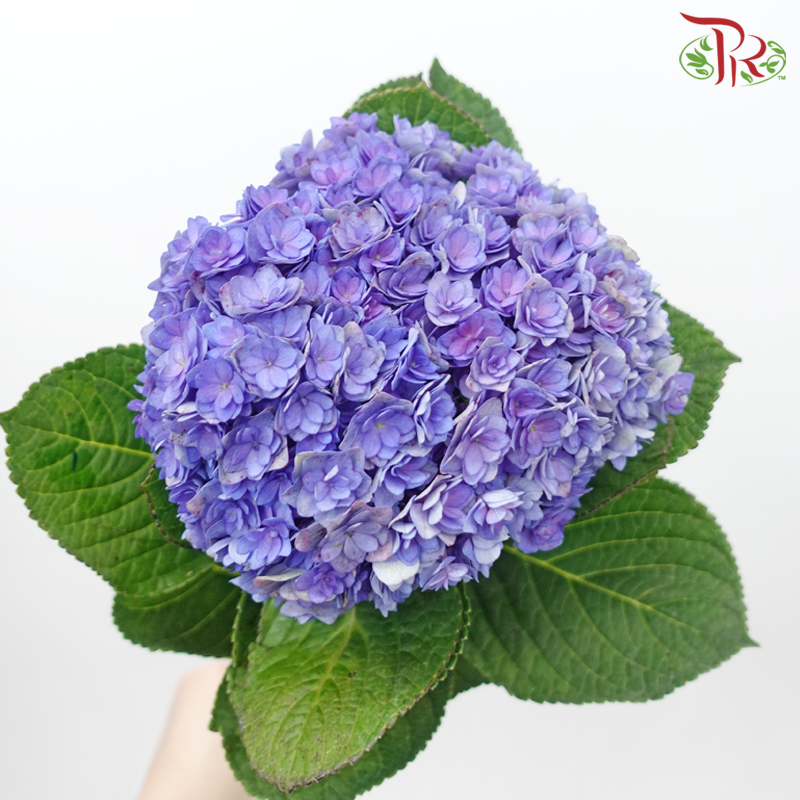 Hydrangea Double Petal - Indigo (Per Stem)-Indigo-China-prflorist.com.my