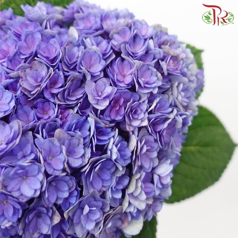 Hydrangea Double Petal - Indigo (Per Stem)-Indigo-China-prflorist.com.my