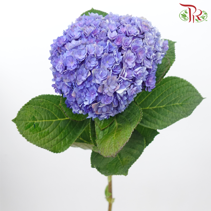 Hydrangea Double Petal - Indigo (Per Stem)-Indigo-China-prflorist.com.my
