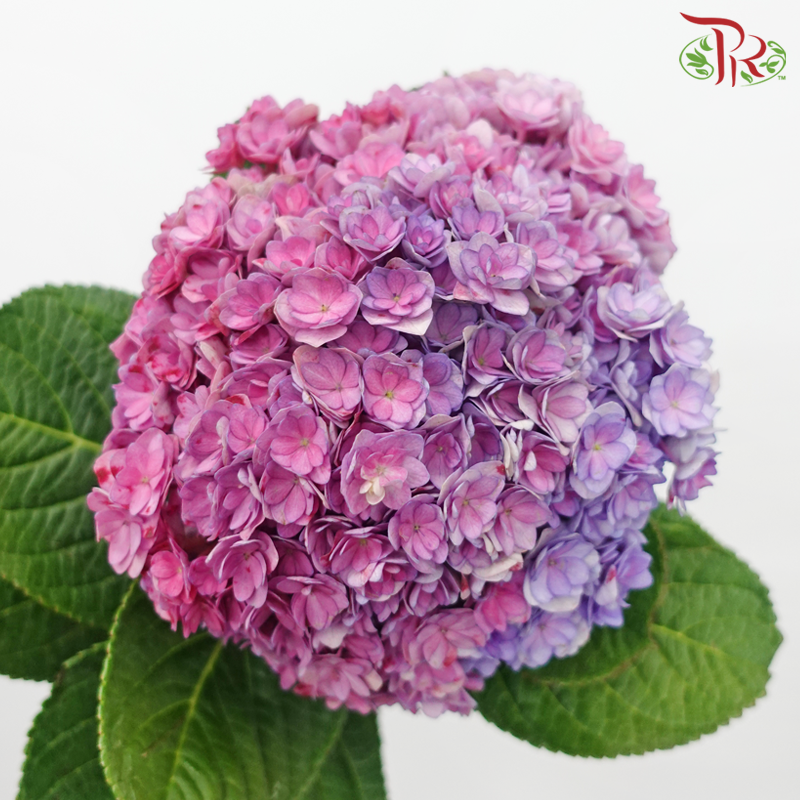 Hydrangea Double Petal - Purplish Pink (Per Stem)-Purplish Pink-China-prflorist.com.my