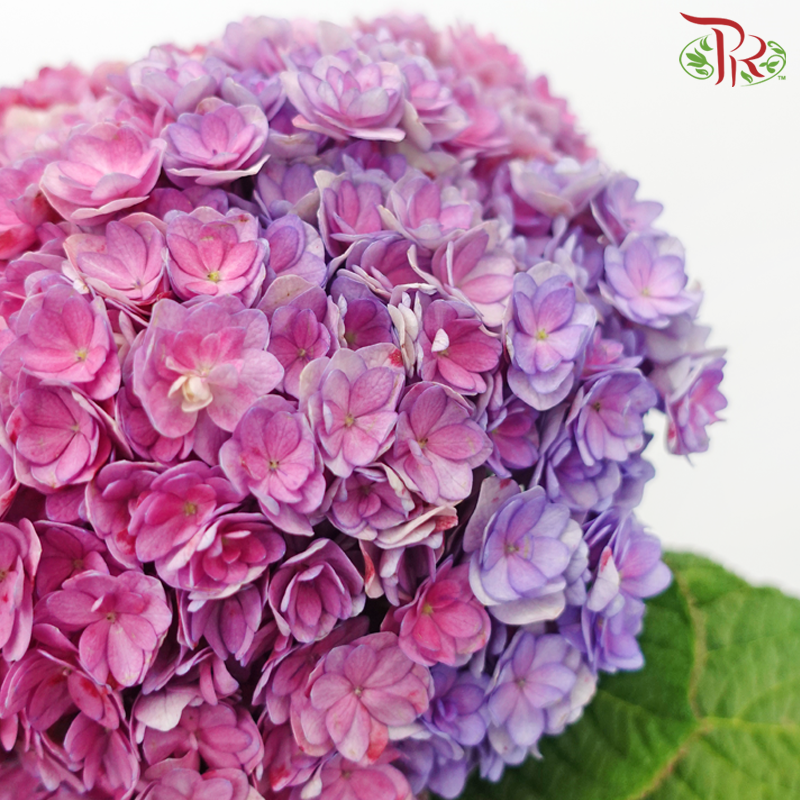 Hydrangea Double Petal - Purplish Pink (Per Stem)-Purplish Pink-China-prflorist.com.my