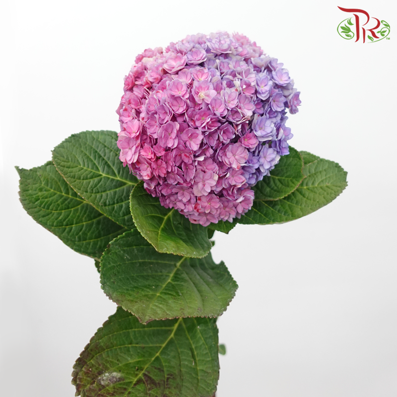 Hydrangea Double Petal - Purplish Pink (Per Stem)-Purplish Pink-China-prflorist.com.my