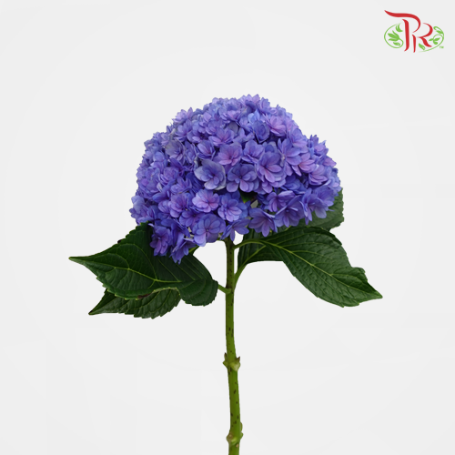 Hydrangea Double Petals - Blue/ Purple (Per Stem)-Purple-China-prflorist.com.my