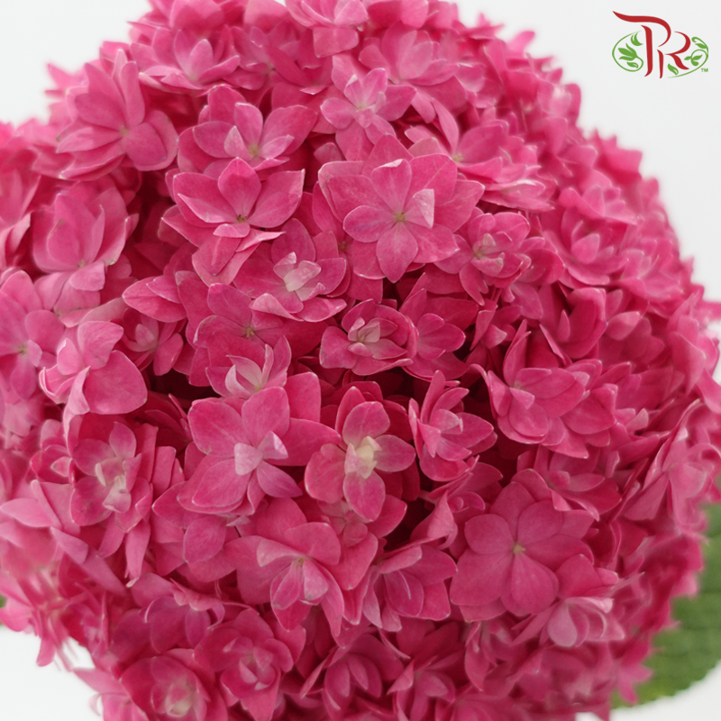 Hydrangea Double Petals - Cherry Pink (Per Stem)-Dark Pink-China-prflorist.com.my