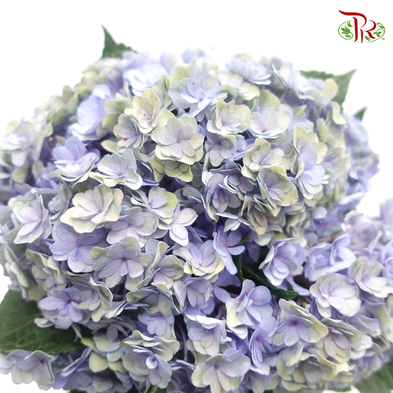 Hydrangea Double Petals - Green Blue (Per Stem)-Blue-China-prflorist.com.my