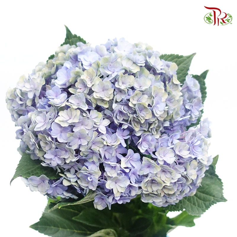 Hydrangea Double Petals - Green Blue (Per Stem)-Blue-China-prflorist.com.my