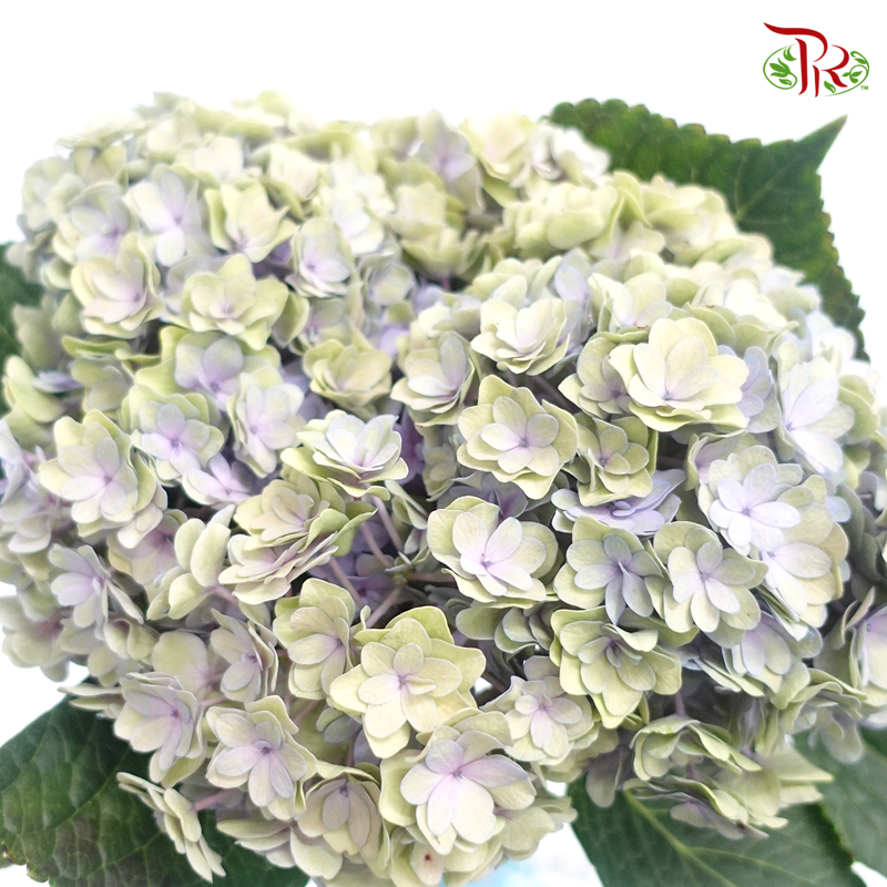 Hydrangea Double Petals - Green Lilac (Per Stem)-Lilac-China-prflorist.com.my