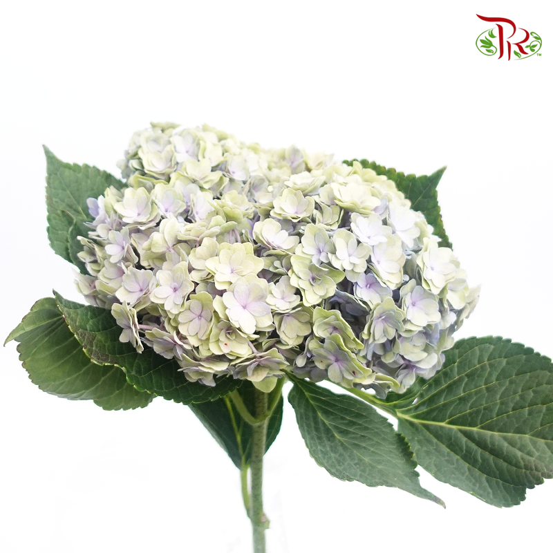 Hydrangea Double Petals - Green Lilac (Per Stem)-Lilac-China-prflorist.com.my