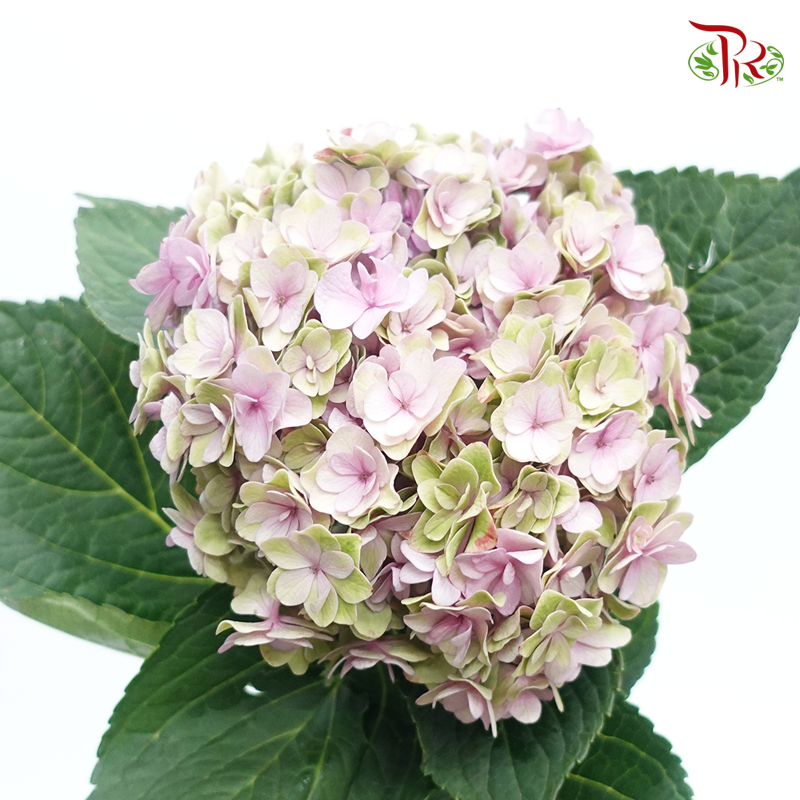 Hydrangea Double Petals - Pink/Lilac (Per Stem)-Pink/Lilac-China-prflorist.com.my