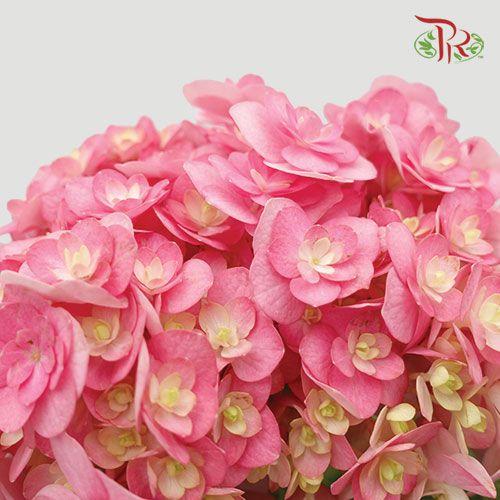 Hydrangea Double Petals - Pink (Per Stem)-Pink-China-prflorist.com.my
