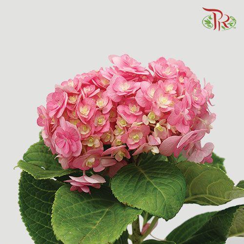 Hydrangea Double Petals - Pink (Per Stem)-Pink-China-prflorist.com.my