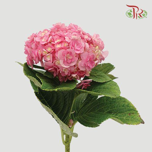 Hydrangea Double Petals - Pink (Per Stem)-Pink-China-prflorist.com.my