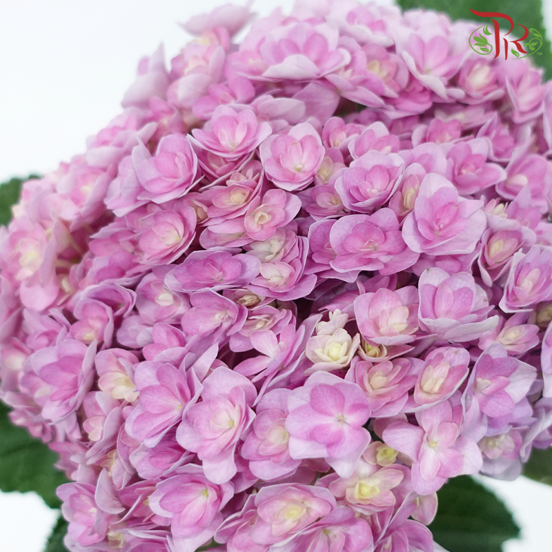 Hydrangea - Double Petals Pink Purple (Per Stem)-Pink Purple-China-prflorist.com.my
