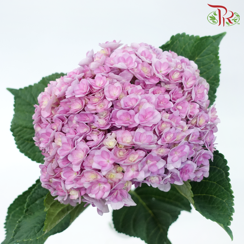 Hydrangea - Double Petals Pink Purple (Per Stem)-Pink Purple-China-prflorist.com.my