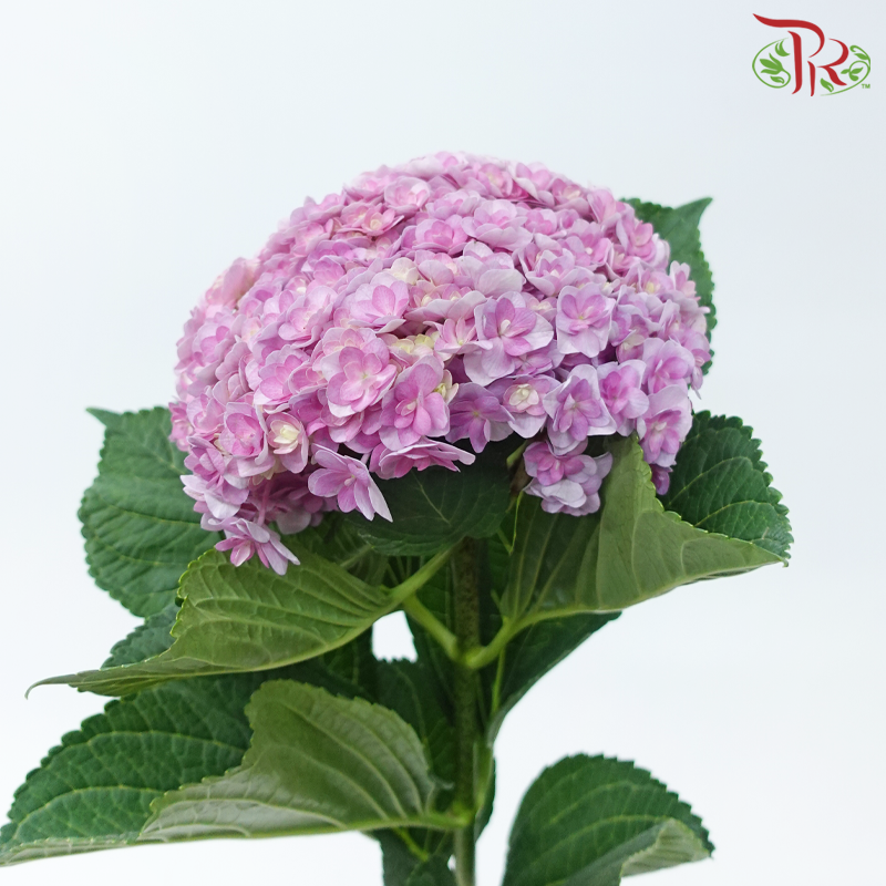 Hydrangea - Double Petals Pink Purple (Per Stem)-Pink Purple-China-prflorist.com.my