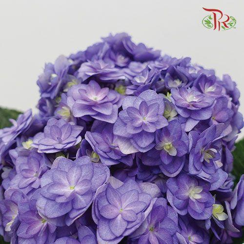 Hydrangea Double Petals - Purple (Per Stem)-Purple-China-prflorist.com.my