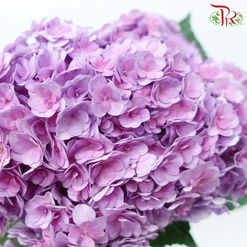 Hydrangea - Double Petals Purple (Per Stem)-Purple-China-prflorist.com.my