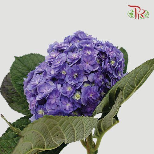 Hydrangea Double Petals - Purple (Per Stem)-Purple-China-prflorist.com.my
