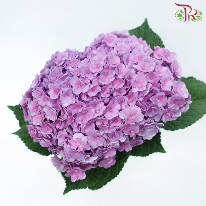 Hydrangea - Double Petals Purple (Per Stem)-Purple-China-prflorist.com.my