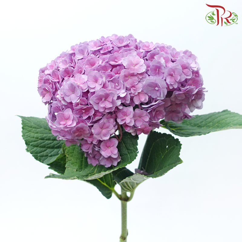 Hydrangea - Double Petals Purple (Per Stem)-Purple-China-prflorist.com.my