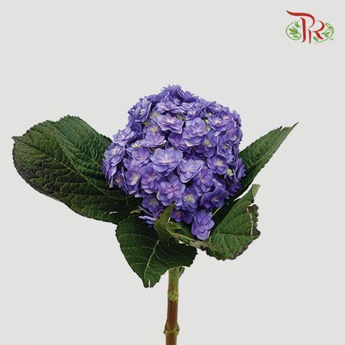 Hydrangea Double Petals - Purple (Per Stem)-Purple-China-prflorist.com.my