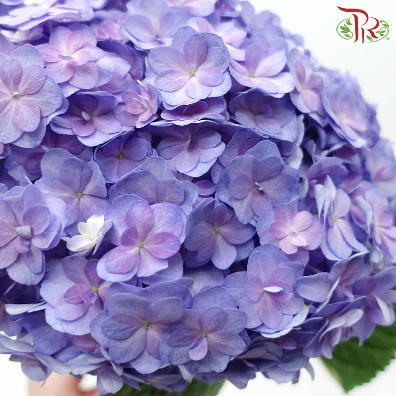 Hydrangea Double Petals - Purple (Per Stem)-Purple-Netherland-prflorist.com.my