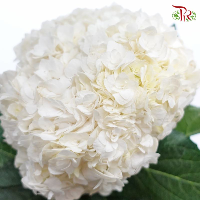 Hydrangea Double Petals - White (Per Stem)-White-China-prflorist.com.my