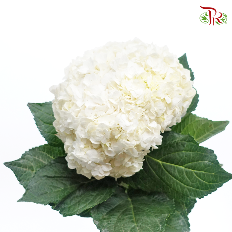 Hydrangea Double Petals - White (Per Stem)-White-China-prflorist.com.my