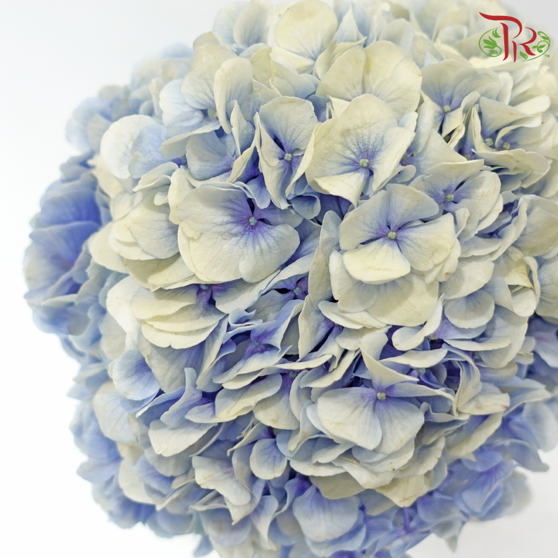 Hydrangea - Double Tone Blue With Cream (Per Stem)-Double Tone Blue With Cream-China-prflorist.com.my