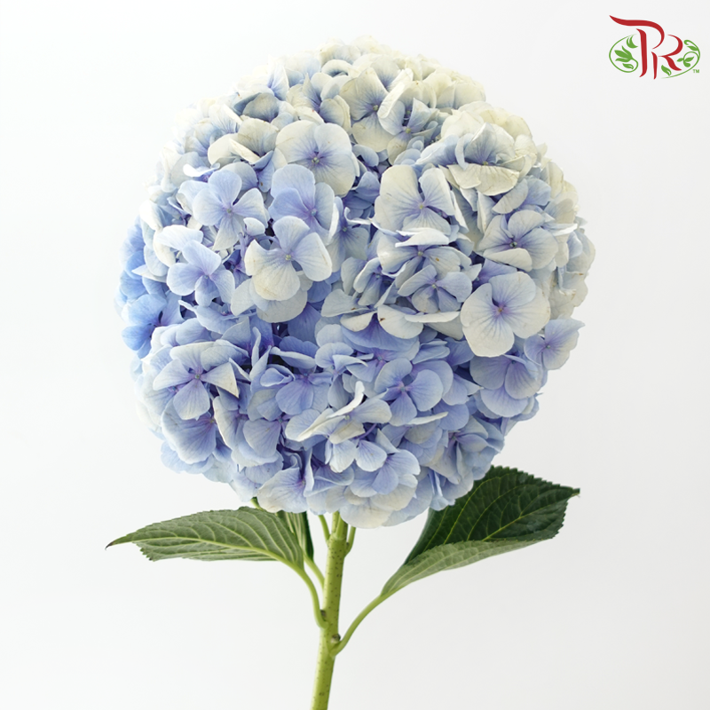 Hydrangea - Double Tone Blue With Cream (Per Stem)-Double Tone Blue With Cream-China-prflorist.com.my