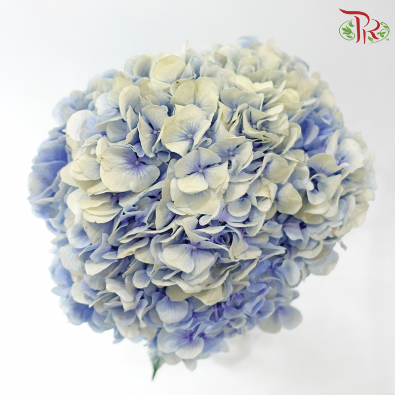 Hydrangea - Double Tone Blue With Cream (Per Stem)-Double Tone Blue With Cream-China-prflorist.com.my
