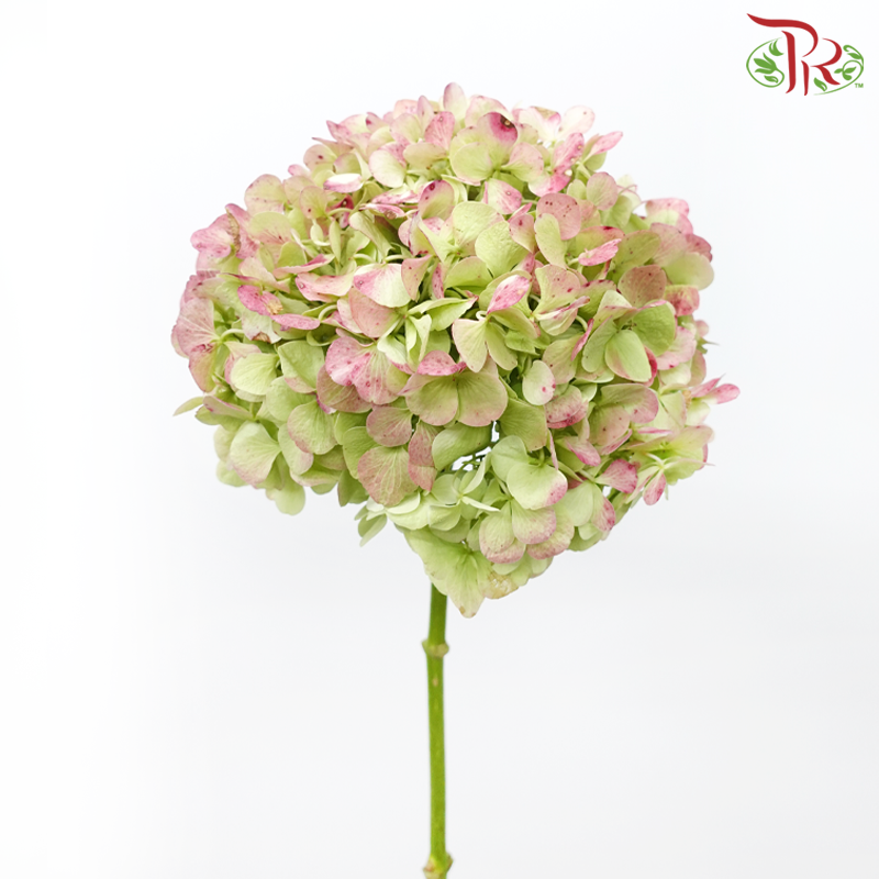 Hydrangea - Double Tone Dark Pink & Green (Per Stem)-Double Tone Dark Pink & Green-New Zealand-prflorist.com.my